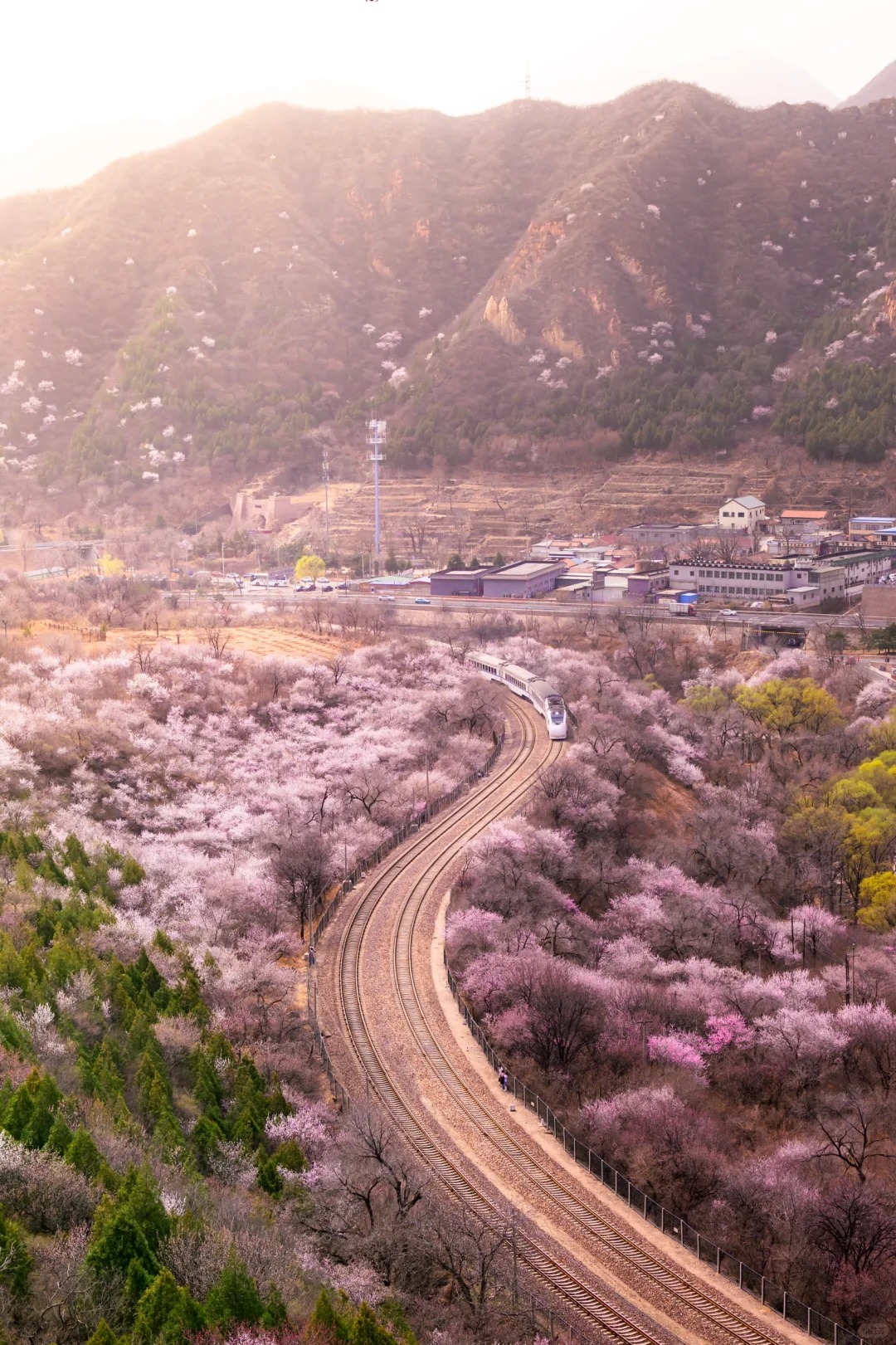 居庸关花海栈道，开往春天的列车！景区已开_2_爱摄影的小丢_北京-周末游-来自52tours 我爱旅游网